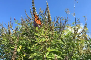 Photo of Monarch Butterfly on Milkweed