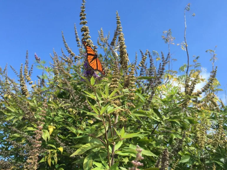 Photo of Monarch Butterfly on Milkweed