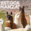 Livestock Bonanza! with Grand Farm