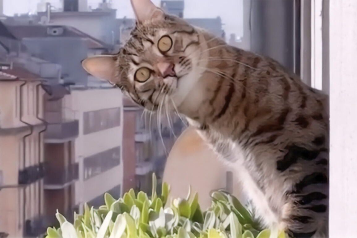 Image of a cat looking out of a window